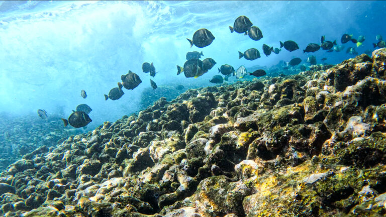 Publications screenshot 2024 09 05 143403dfg