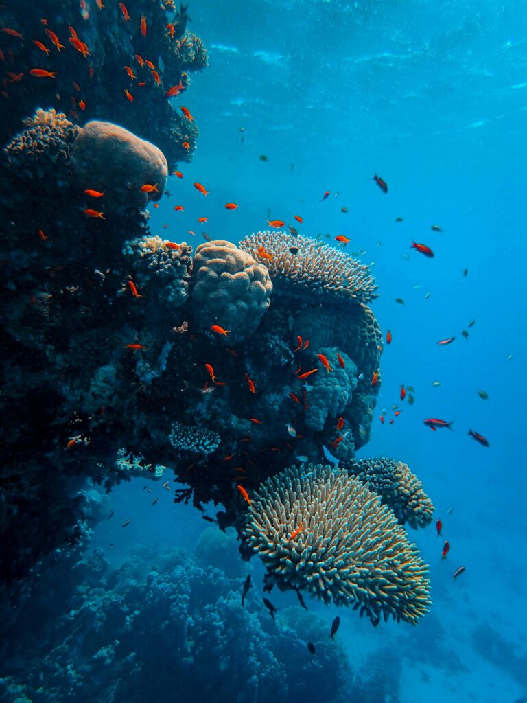 A stunning underwater scene with colorful corals and fish in the Red Sea.
